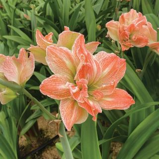 Apricot Chiffon Amaryllis Thumbnail
